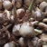 云南野地现挖新鲜迷你小茨菇种子山慈姑苗白茨菰