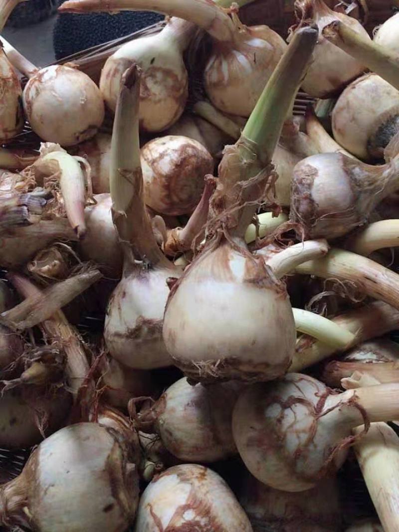 云南野地现挖新鲜迷你小茨菇种子山慈姑苗白茨菰