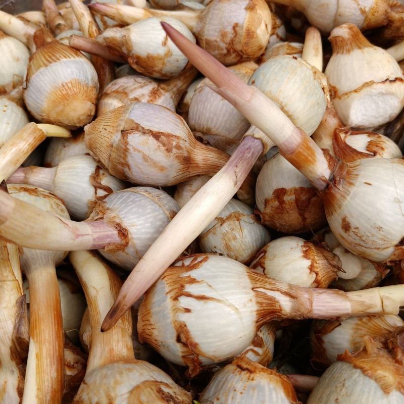 云南野地现挖新鲜迷你小茨菇种子山慈姑苗白茨菰