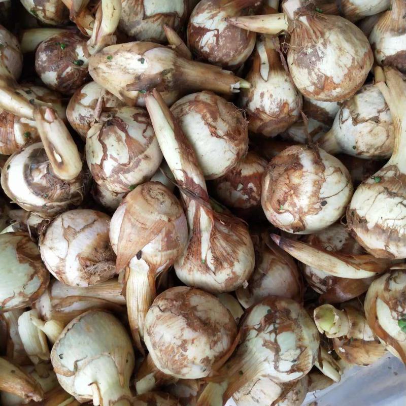 云南野地现挖新鲜迷你小茨菇种子山慈姑苗白茨菰