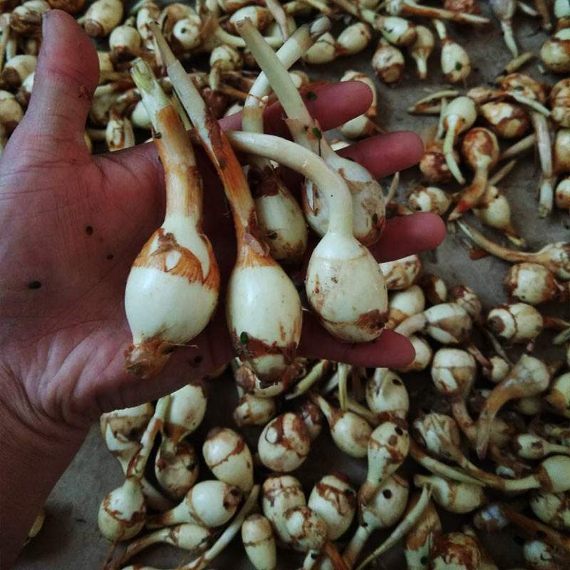 云南野地现挖新鲜迷你小茨菇种子山慈姑苗白茨菰