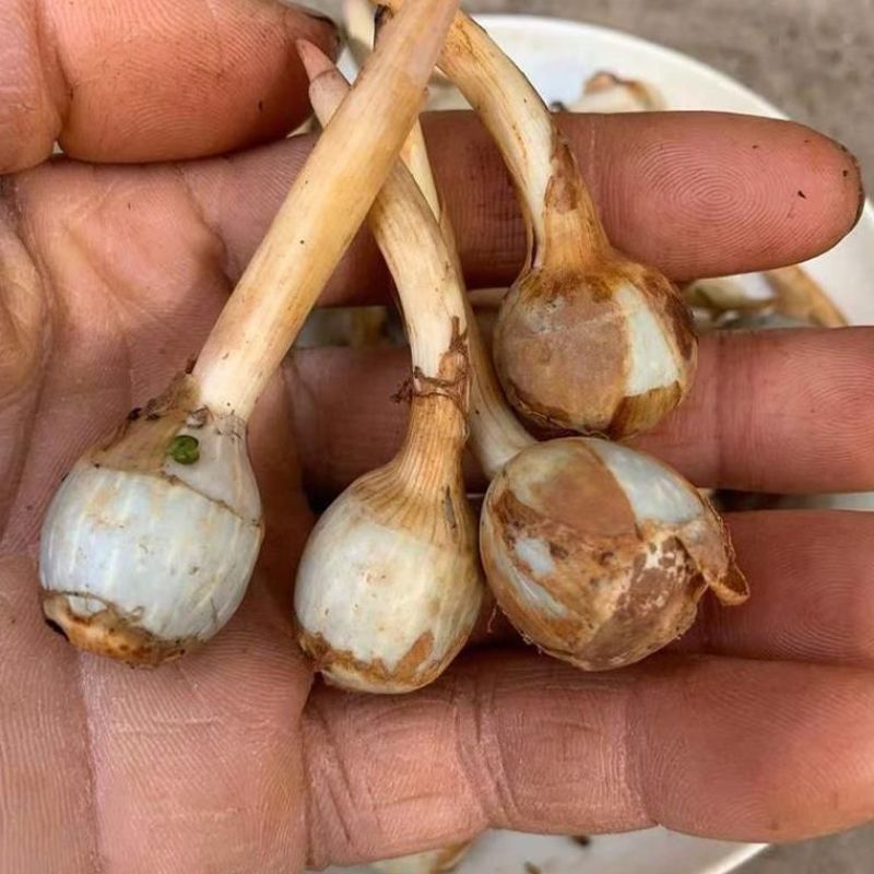 云南野地现挖新鲜迷你小茨菇种子山慈姑苗白茨菰