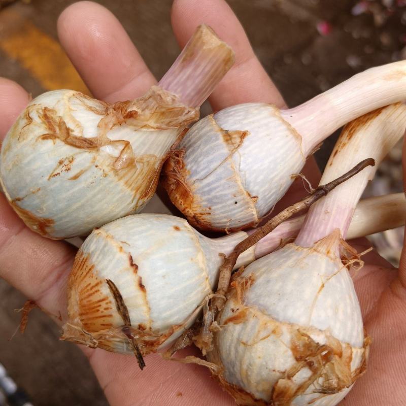 云南野地现挖新鲜迷你小茨菇种子山慈姑苗白茨菰