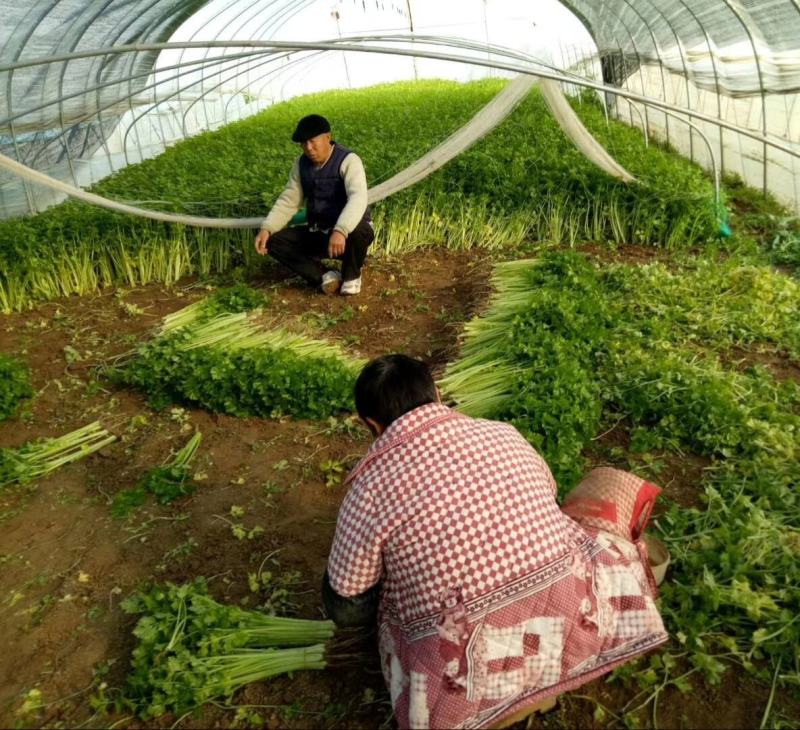 【精选香芹】精品安徽芹菜无夹心粗细均匀低价代发全国