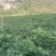高品质藤茶产地发货张家界莓茶藤茶欢迎咨询合作