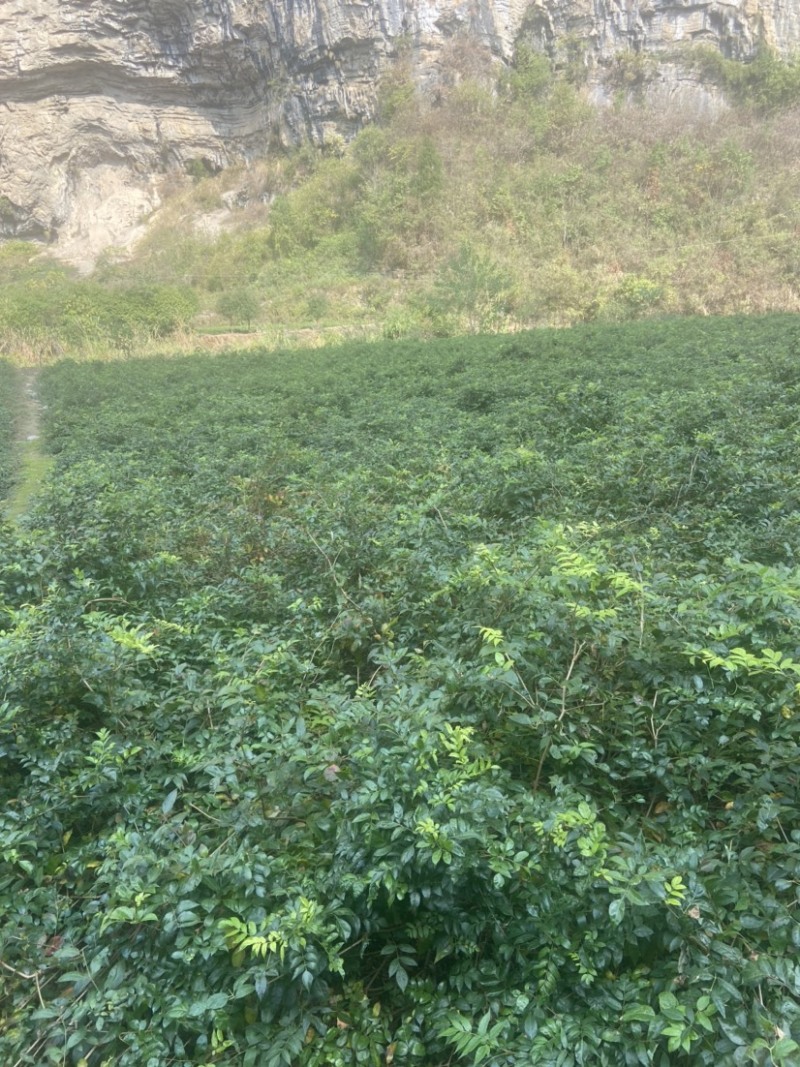 高品质藤茶产地发货张家界莓茶藤茶欢迎咨询合作