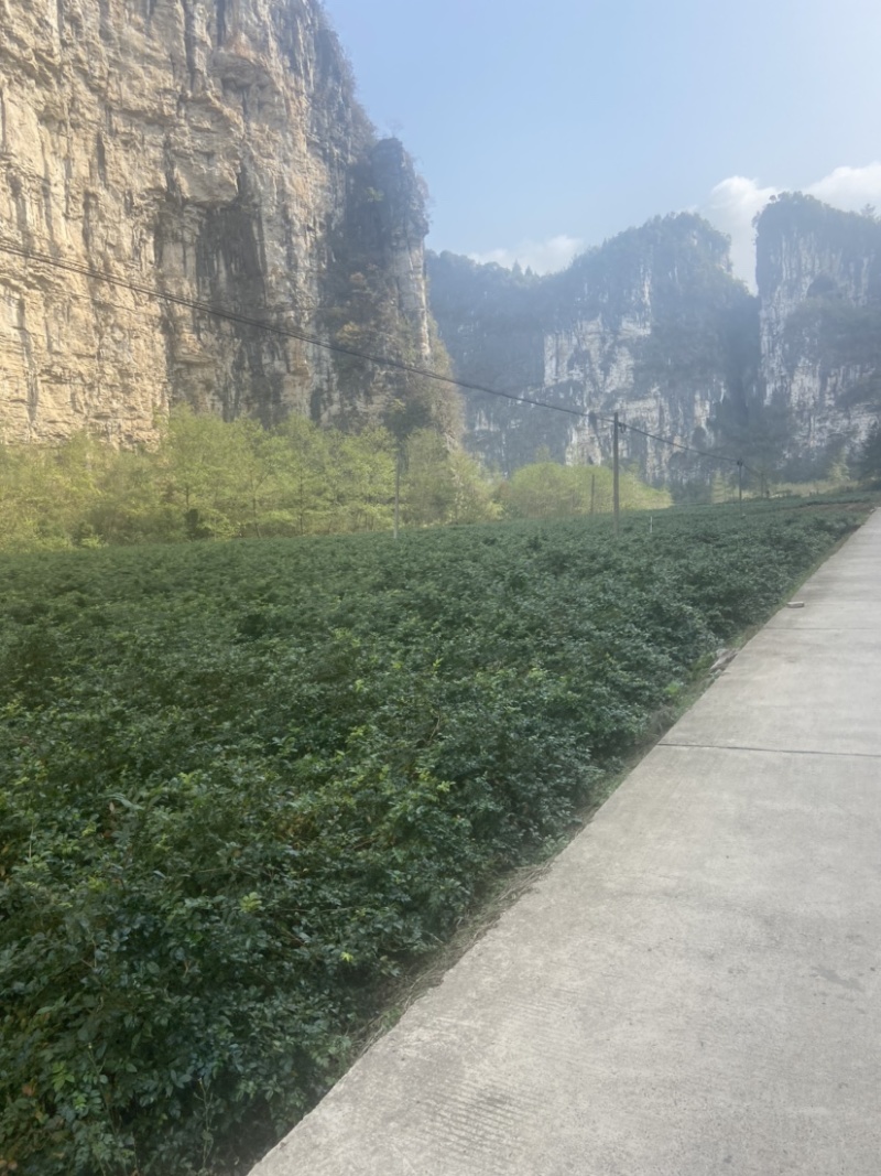 高品质藤茶产地发货张家界莓茶藤茶欢迎咨询合作