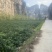 高品质藤茶产地发货张家界莓茶藤茶欢迎咨询合作