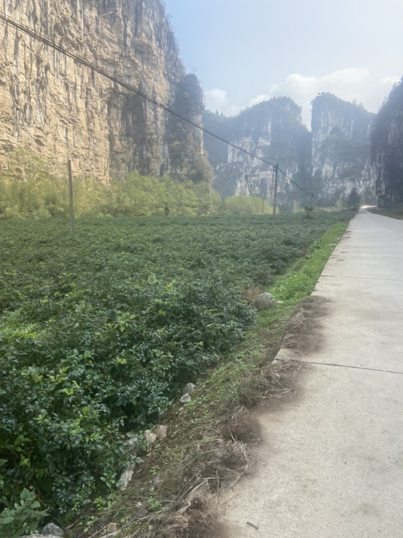 高品质藤茶产地发货张家界莓茶藤茶欢迎咨询合作