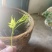 张家界永定区莓茶、小叶种藤茶、土家甘露、长寿藤、神仙草