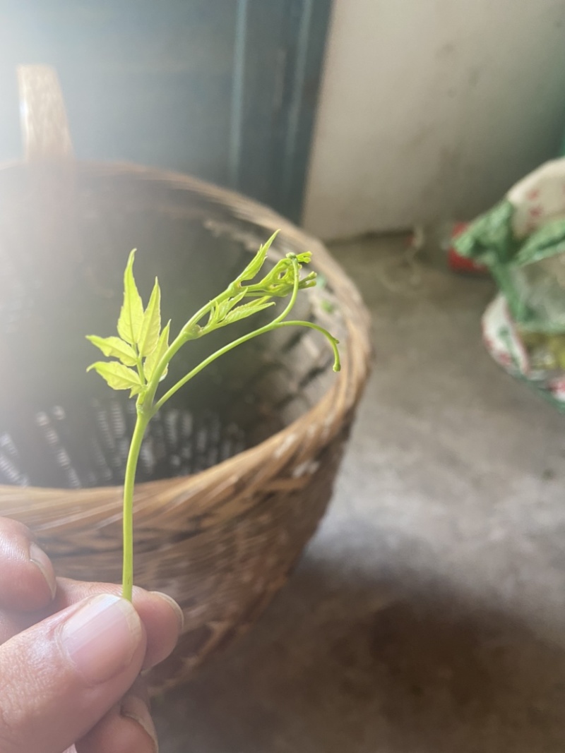张家界永定区莓茶、小叶种藤茶、土家甘露、长寿藤、神仙草