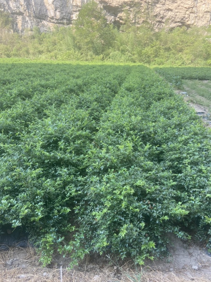 张家界永定区莓茶、小叶种藤茶、土家甘露、长寿藤、神仙草