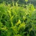 张家界永定区莓茶、小叶种藤茶、土家甘露、长寿藤、神仙草