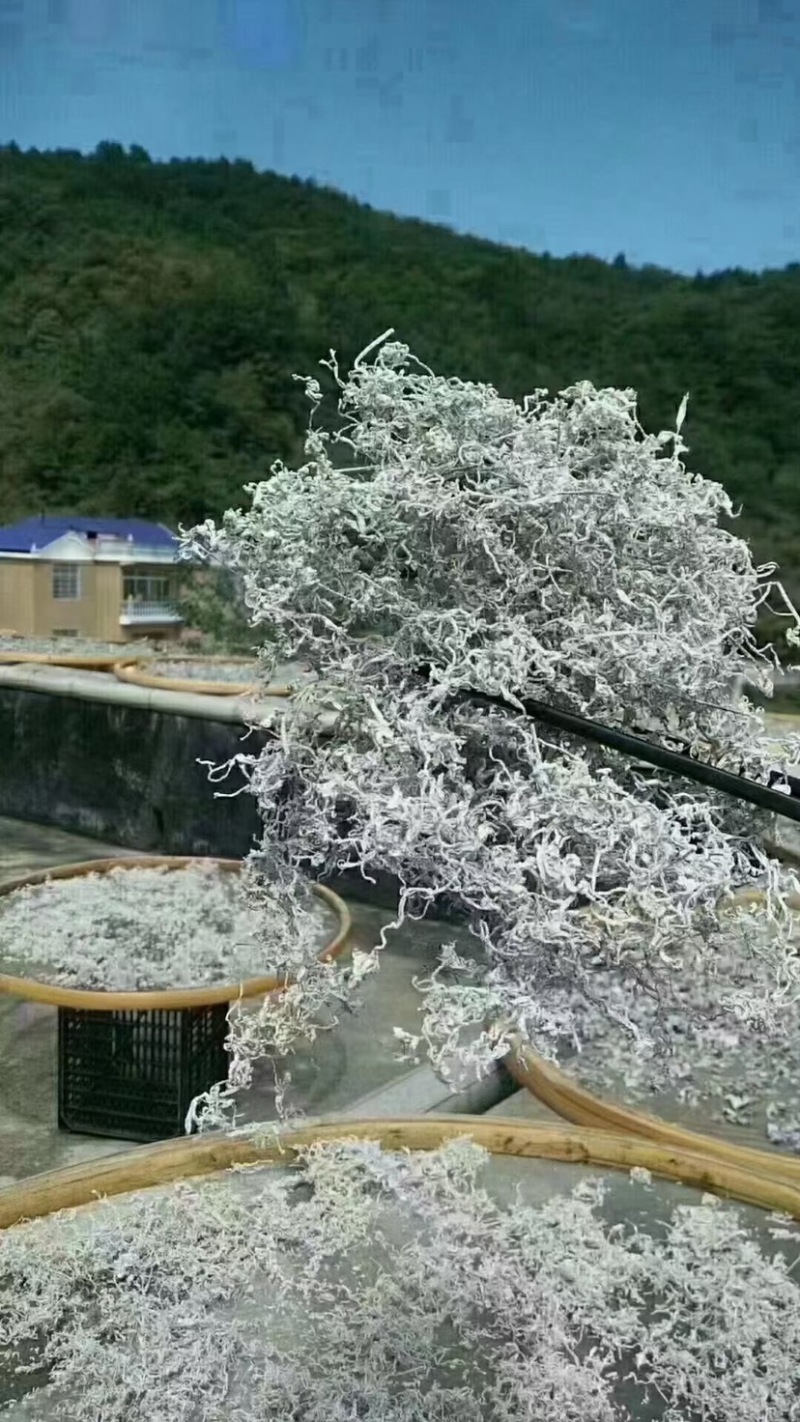 张家界永定区莓茶、小叶种藤茶、土家甘露、长寿藤、神仙草