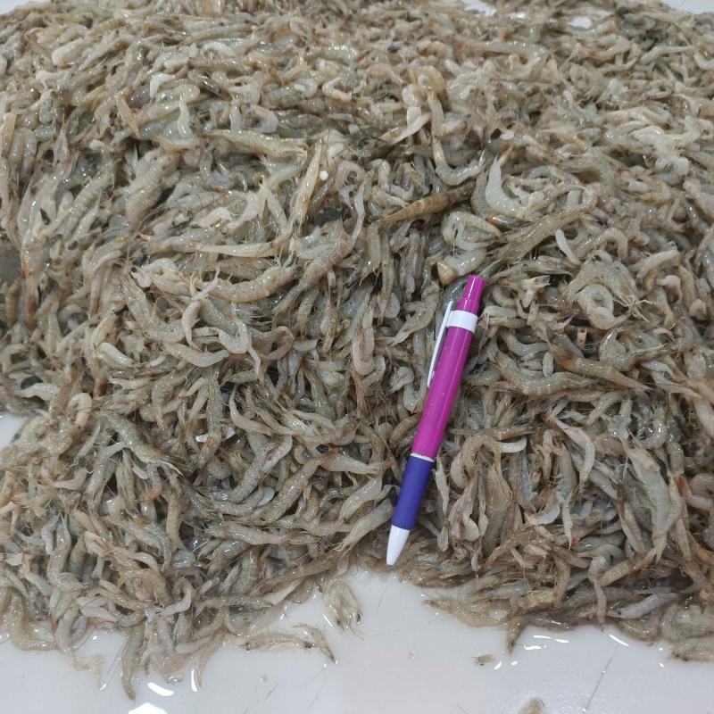 海虾子