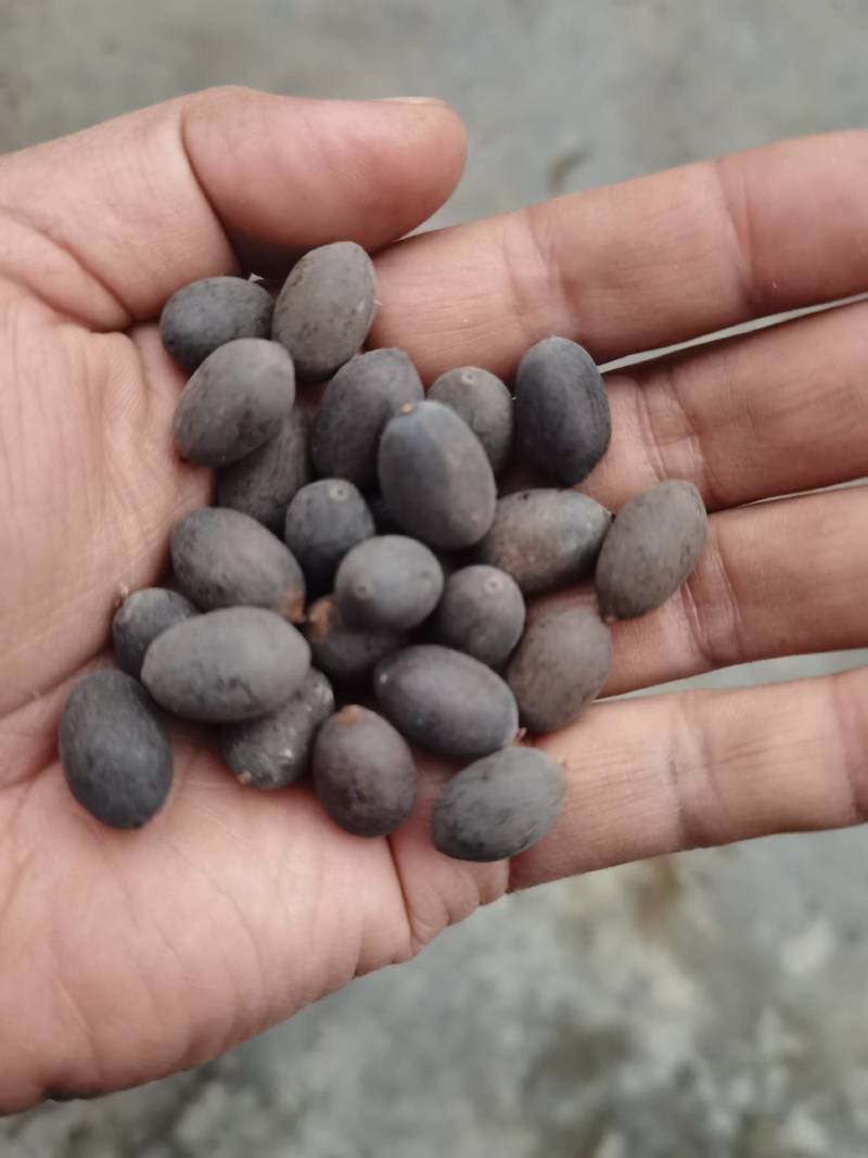 莲子壳莲子铁莲子石莲子欢迎视频看货，电话联系