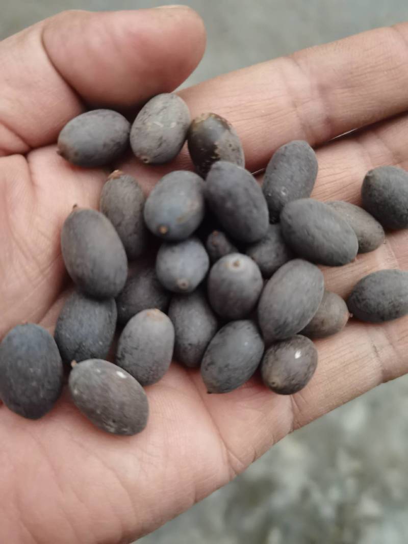 莲子壳莲子铁莲子石莲子欢迎视频看货，电话联系