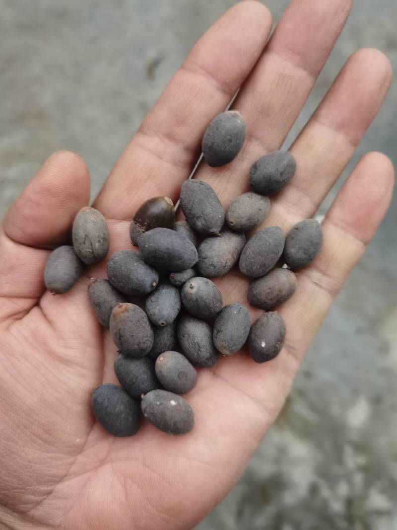 莲子壳莲子铁莲子石莲子欢迎视频看货，电话联系
