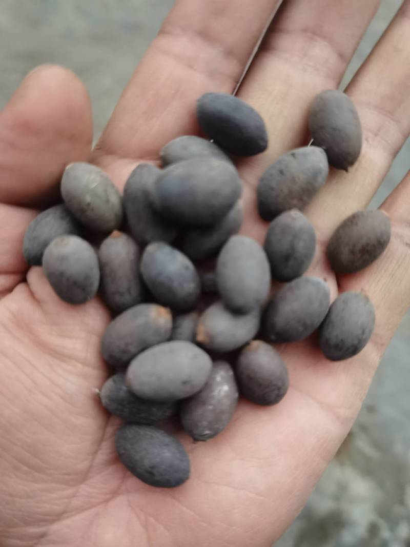 莲子壳莲子铁莲子石莲子欢迎视频看货，电话联系
