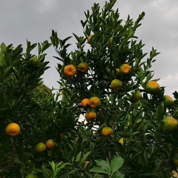 果面干净，一级果