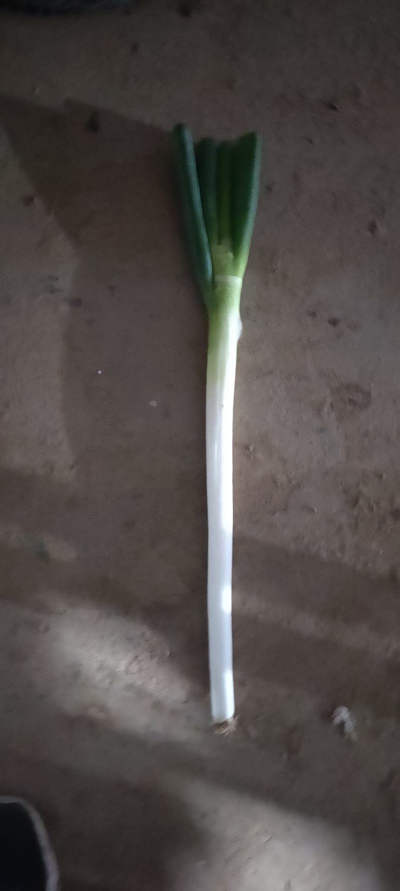 河北精品钢葱，产地货源，保质保量，价格便宜，欢迎来电