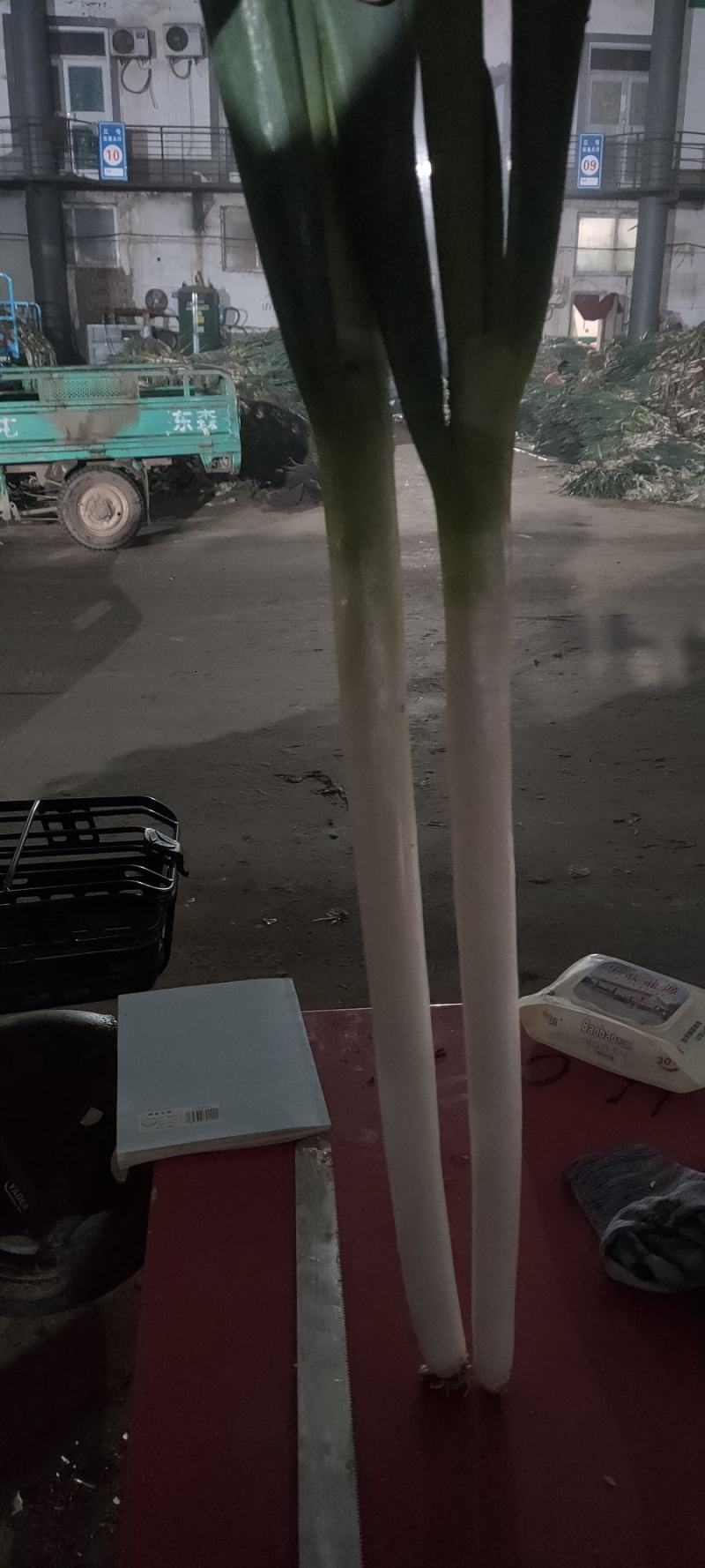 河北精品钢葱，产地货源，保质保量，价格便宜，欢迎来电
