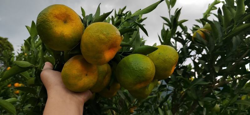果面干净，一级果