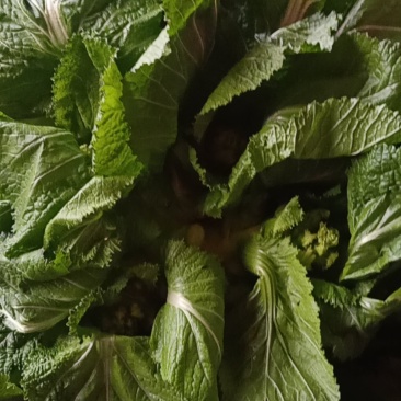 大白菜，儿菜