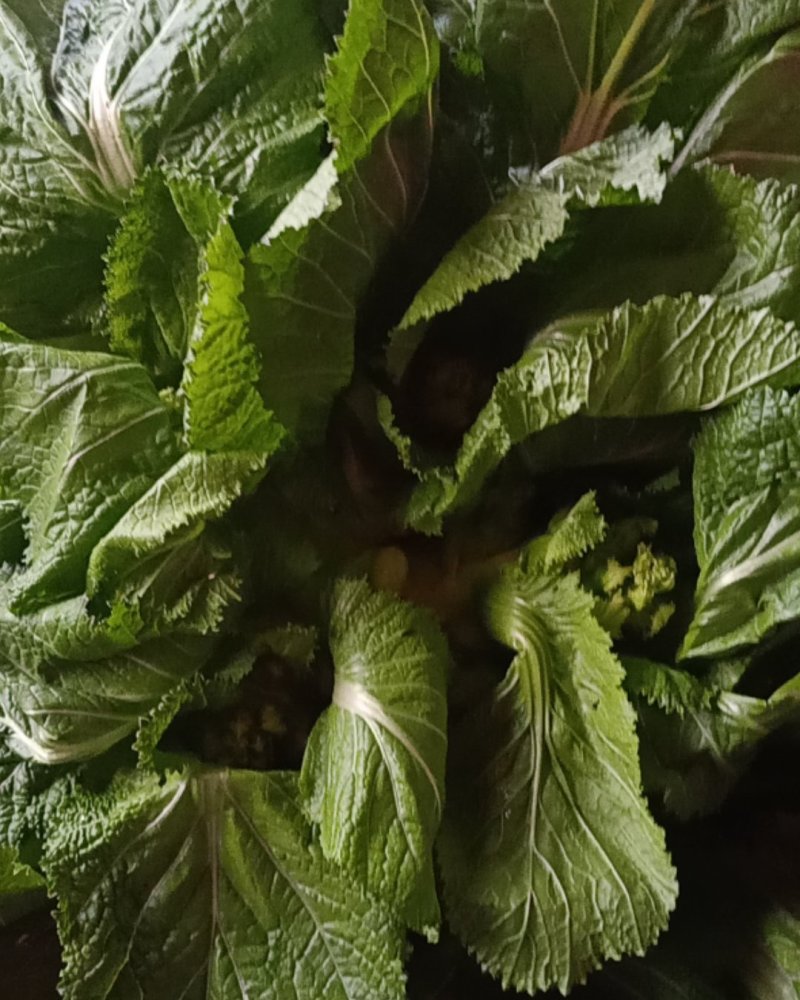 大白菜，儿菜