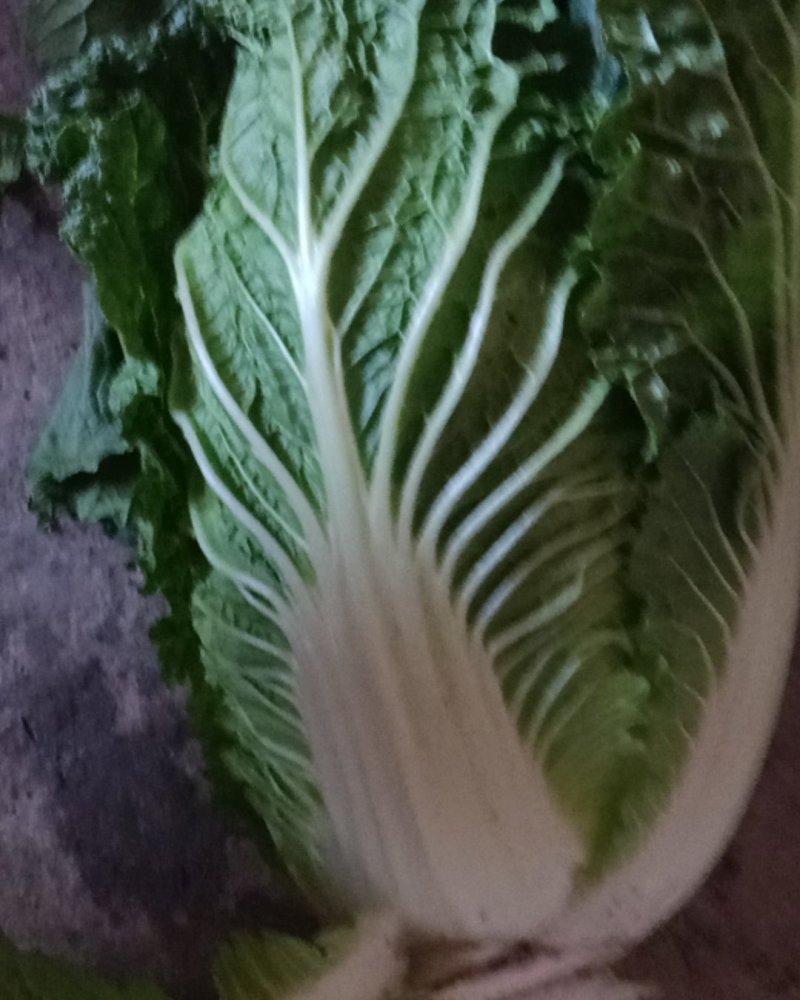 大白菜，儿菜