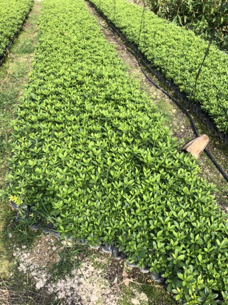 毛杜鹃绿化工程用苗
