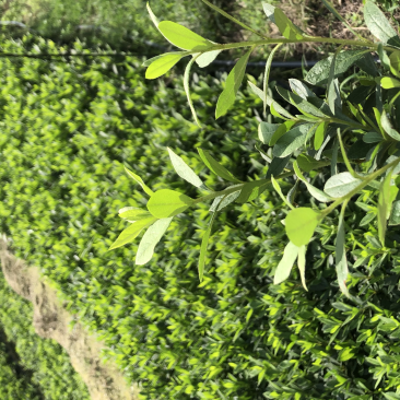 毛杜鹃绿化工程用苗