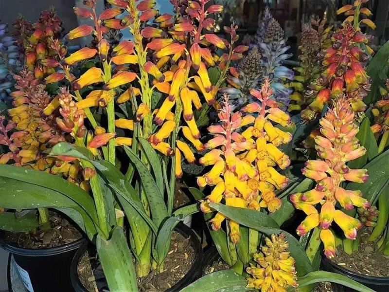 立金花种球虹越多年生观花球根植物立金花爆竹百合南非特色球
