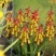 立金花种球虹越多年生观花球根植物立金花爆竹百合南非特色球