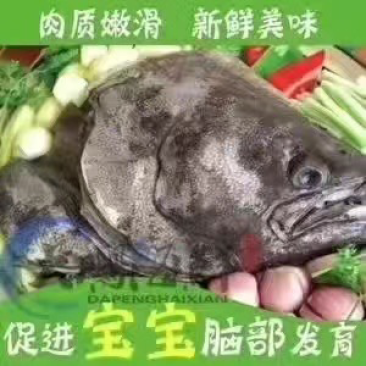 山东青岛比目鱼，大量到货，现货直发，欢迎洽谈