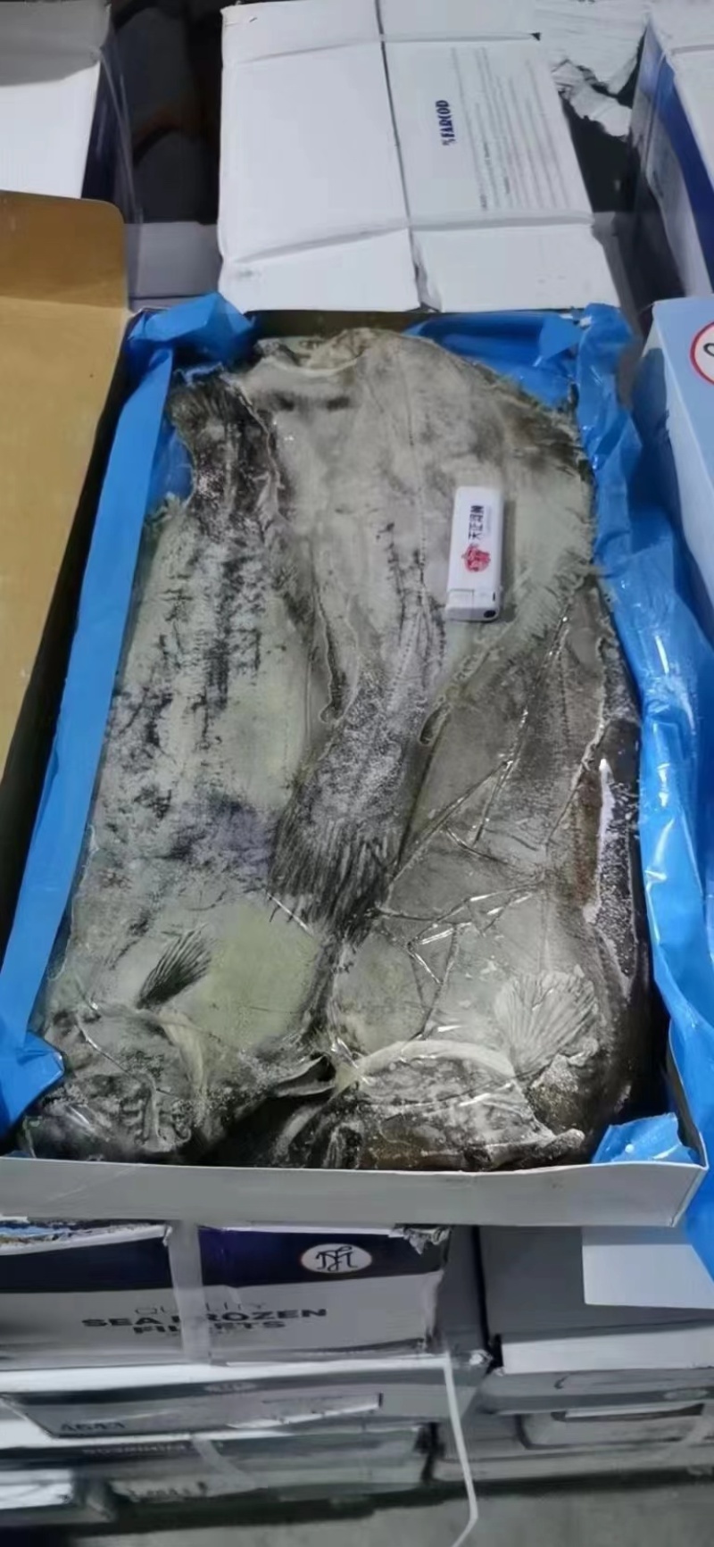 山东青岛比目鱼，大量到货，现货直发，欢迎洽谈
