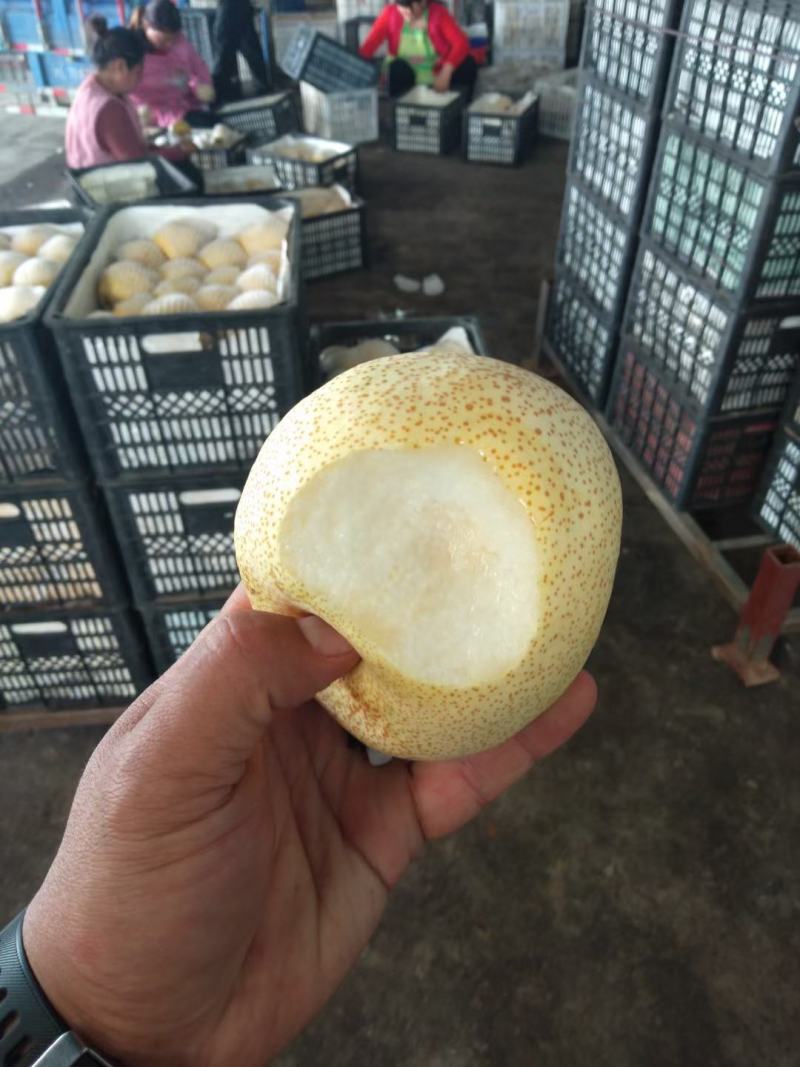 砀山酥梨，果面干净，汁多甘甜，含糖量高，保证质量！