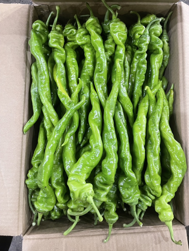 贵州精品新苗螺丝椒