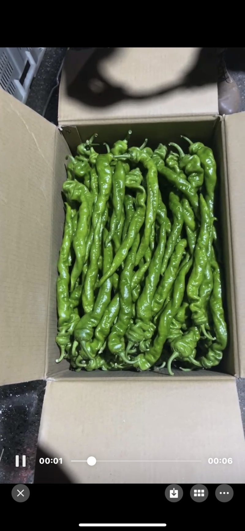 贵州精品新苗螺丝椒
