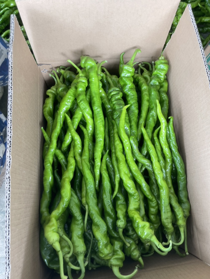 贵州精品新苗螺丝椒