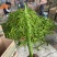 贵州精品新苗螺丝椒