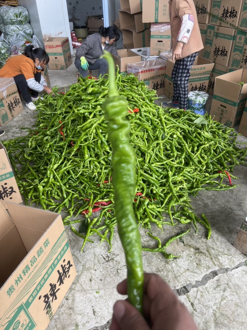 贵州精品新苗螺丝椒