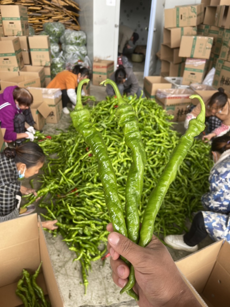 贵州精品新苗螺丝椒