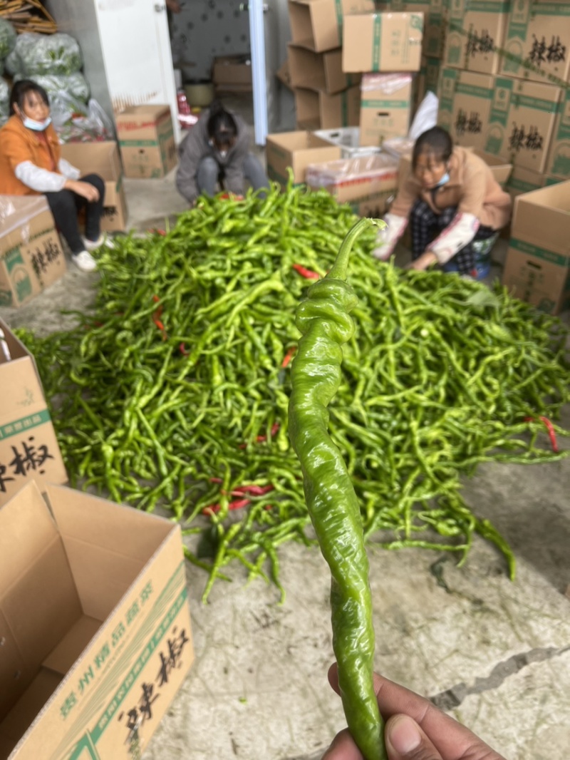 贵州精品新苗螺丝椒