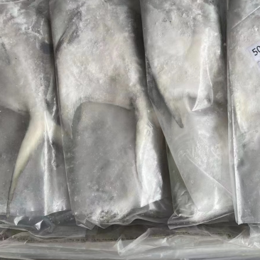 山东青岛鲳鱼大量到货，货源充足现货现发欢迎询价