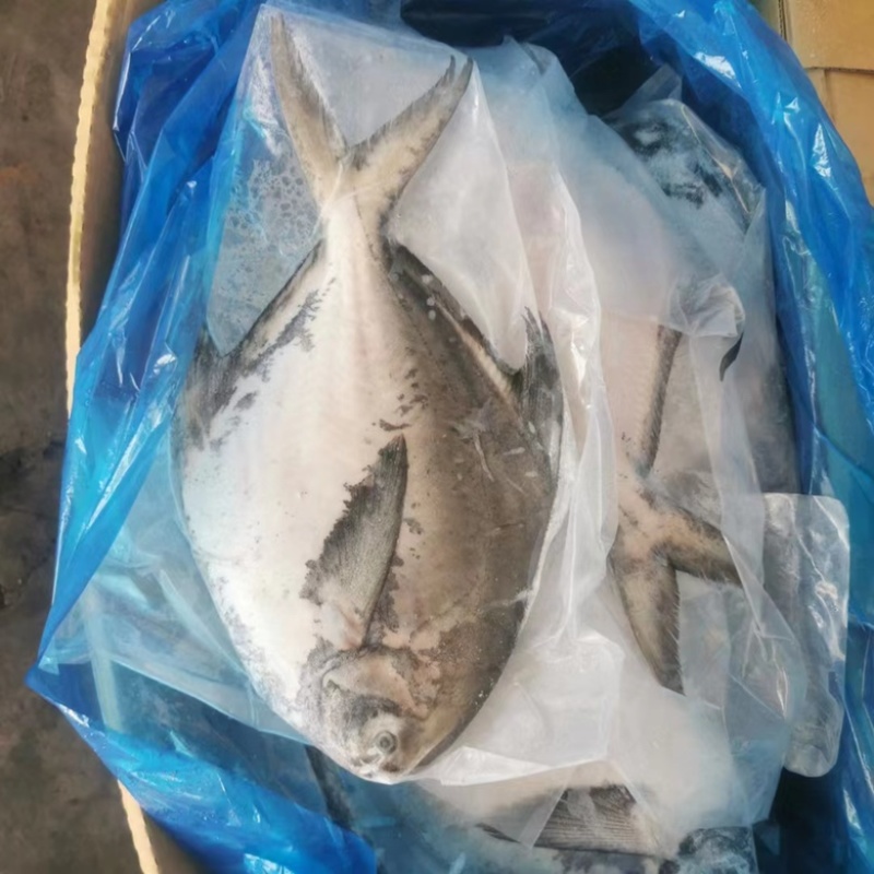 山东青岛鲳鱼大量到货，货源充足现货现发欢迎询价