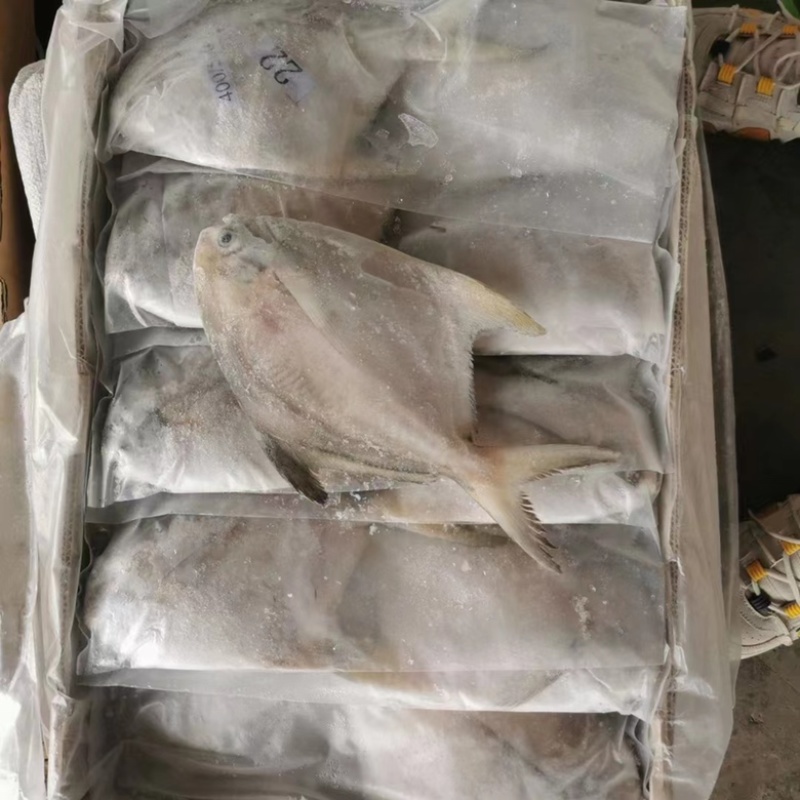 山东青岛鲳鱼大量到货，货源充足现货现发欢迎询价