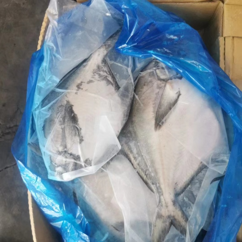 山东青岛鲳鱼大量到货，货源充足现货现发欢迎询价