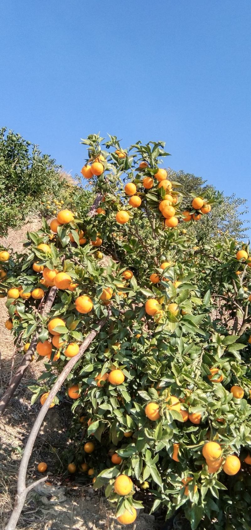 沃柑