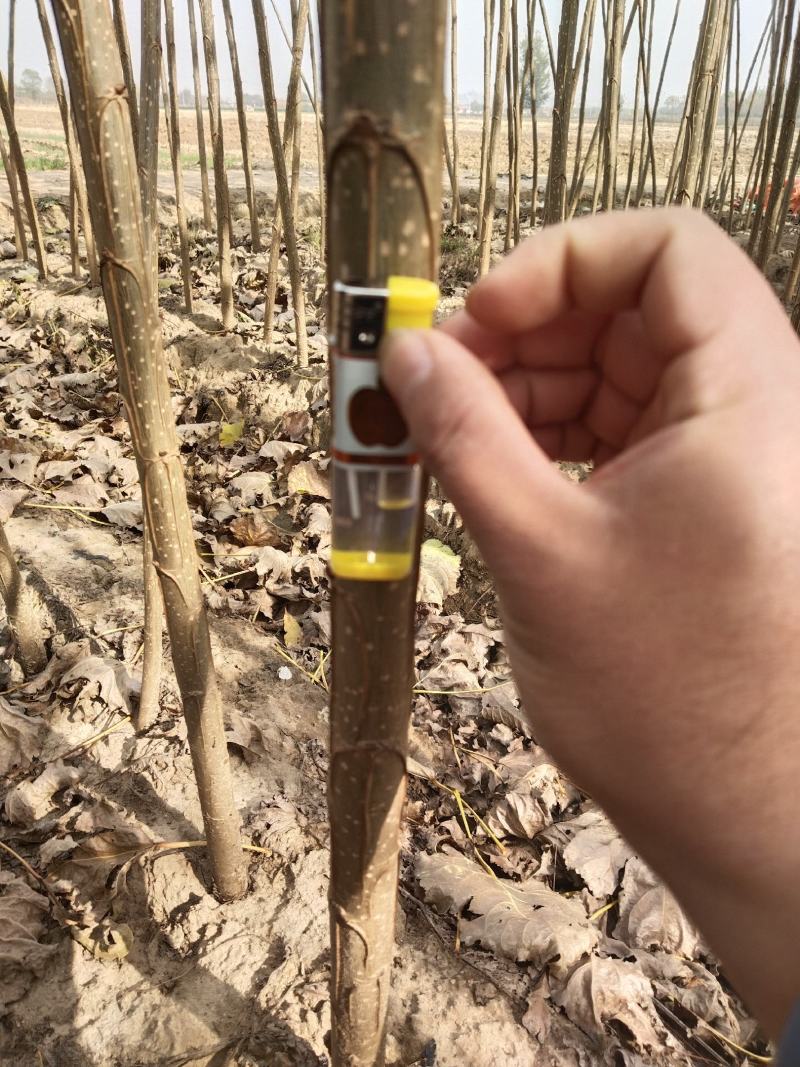出售一年速生杨树苗，产地直销，现挖现卖，根系茂盛高成活率